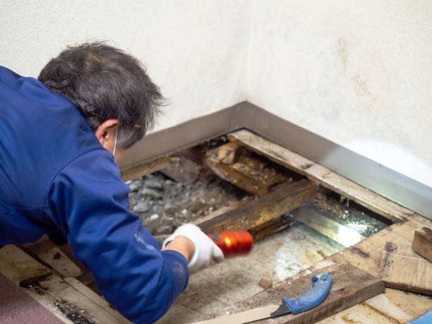 Best Mold Removal Specialists  in Bentleyville, PA