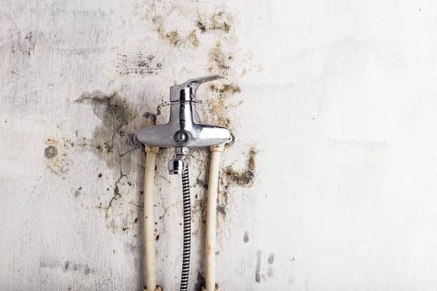 Office Mold Removal Services in Bentleyville, PA