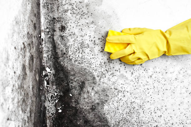 Best Mold Removal Company Near Me  in Bentleyville, PA