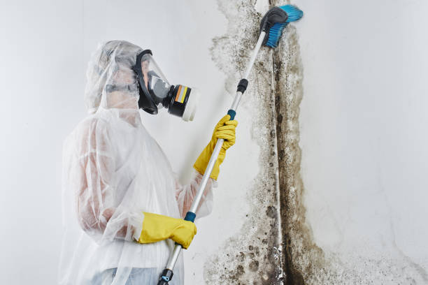 Best Affordable Mold Removal  in Bentleyville, PA