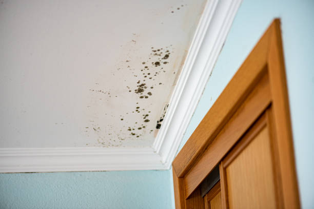 Best Commercial Mold Removal  in Bentleyville, PA