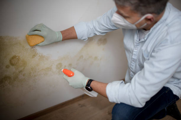 Trusted Bentleyville, PA Mold Removal Experts