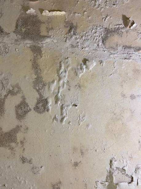 Best Mold Cleaning Services  in Bentleyville, PA