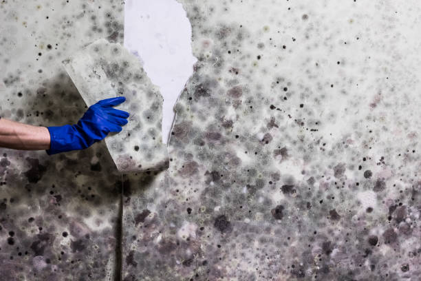 Best Emergency Mold Removal  in Bentleyville, PA