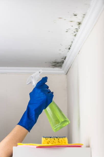 Best Professional Mold Removal  in Bentleyville, PA